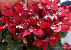 This is the Super Serie Djix.